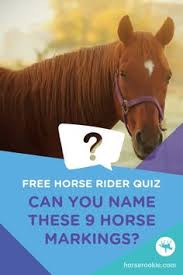 We did not find results for: 15 Horse Quizzes Ideas In 2021 Horse Quizzes Horses Free Horses