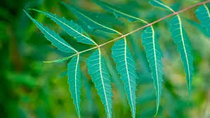 Image result for Meliaceae