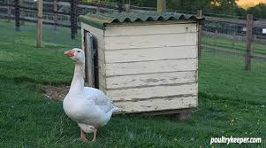 Goose Laying An Egg - Youtube