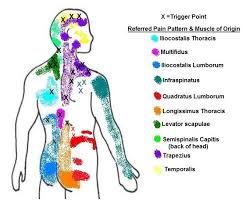 Pin On Anatomy