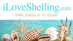 Seashell Identification Shell Id Identify Sanibel Shell