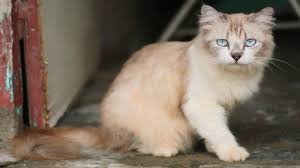 How to stop your cat from scratching furniture with vinegar start by mixing one part vinegar with one part water. How To Keep Cats Off Leather Furniture And How To Stop Scratching Leatherious