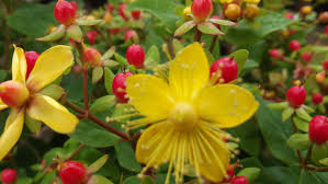 Hypericum Inod Magical Red Star St John Wort A Semi Evergreen Or Deciduous Shrub With Ovate Dark Green Leaves It Bears Clusters Of Star Shaped R Especies