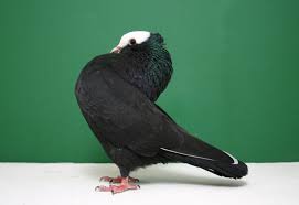 Black Birds In Pakistan World Of Pigeons And Doves Mookee Pigeon Pigeon Breeds Pigeon Pigeon Loft