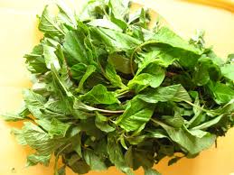 We have to include these leaves in the food to be healthy and fit. How To Grow Amaranth From Stems And Collect Seeds 5 Steps With Pictures Instructables