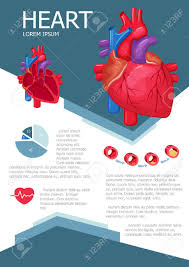Human Heart Infographic Poster With Chart Diagram And Icon