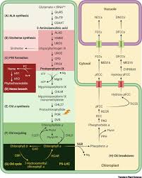 Chlorophyll and a chloroplast are two essential requirements to carry on the process of photosynthesis in the plants. Connecting Chlorophyll Metabolism With Accumulation Of The Photosynthetic Apparatus Trends In Plant Science