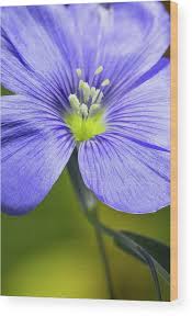 Image result for Linum usitatissimum