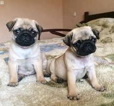 Maybe you would like to learn more about one of these? Pug For Sale In Texas Houston 52123 Petzdaddy