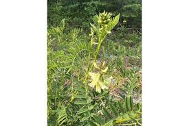 Image result for Lessertia macrostachya