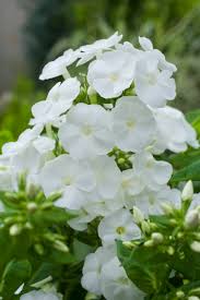 Phlox (P) 'Danielle' (Floks, Vlambloem)