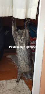 Tekir Kedi Eksi Up