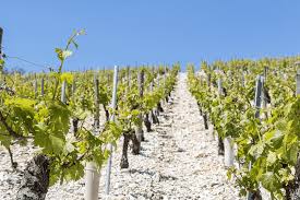 Lo Chablis: il grande vino bianco francese » Florwine