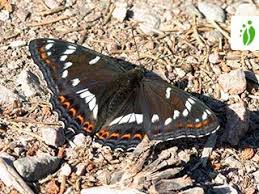 Image result for Limenitis populi