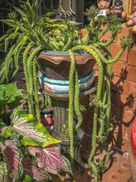 Image result for Monadenium rugosum