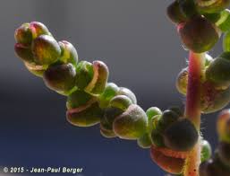 Image result for Salsola rabieana