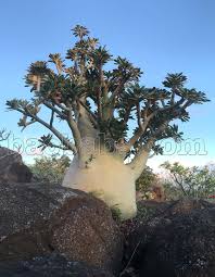 Image result for Dorstenia