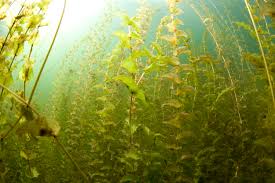 Image result for Potamogeton