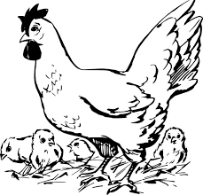 Below are some free printable easter chick coloring pages in vector format for kids to print and color. Sketch Of Hen And Baby Chicks Coloring Page Coloring Sky