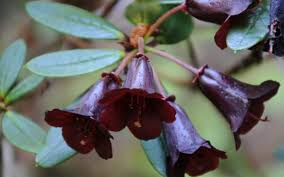 Explorez le meilleur à port townsend! Chimacum Woods A Rhododendron Nursery
