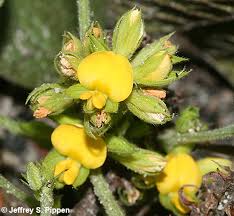 Image result for Rhynchosia