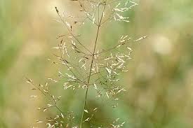 Image result for Agrostis isopholis