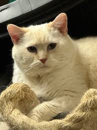 October 8th is National and World Pet Obesity Awareness Day, and we feel  Ms. Mallory is a great candidate to discuss in regards to that topic! 🐾 If  you have been in