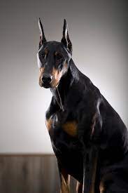 How Long Do Dobermans Live