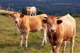 Pin By Jim Durham On Spain 5 Cattle Breeds Cattle Beef Cattle Basque Country