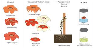 Rafflesia, the biggest flower in the world. Rafflesia Spp Propagation And Conservation Springerlink
