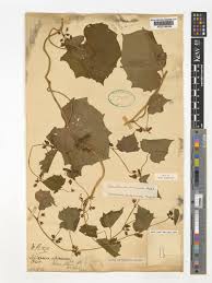 Image result for Lepistemon