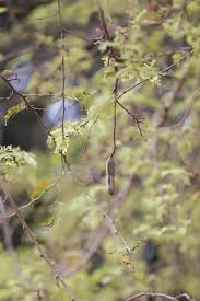 Image result for Steganotaenia hockii