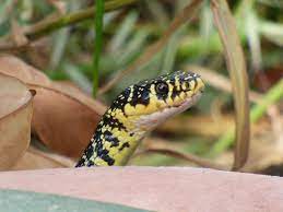 We did not find results for: La Couleuvre Verte Et Jaune Amphibiens Et Reptiles Quel Est Cet Animal