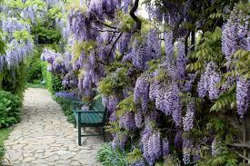 Maybe you would like to learn more about one of these? Common Garden Plants That Are Toxic To Cats