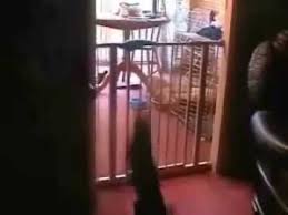 Treppenschutzgitter Hund Treppenschutzgitter