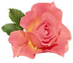 Orange Rose Png Clipart Flower Art Botanical Flowers Flower Images