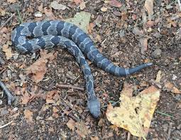 Copperhead snakes are common in large parts of the united states. Some Late Season Newborns The River Reporter