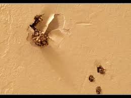 Each year, termites cause significant damage to structures and crops in subtropical and warm, arid homeowners spend billions of dollars annually to treat infestations and repair termite damage. Termites Eating Through The Ceiling Youtube