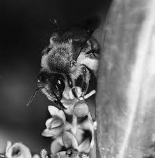 Aug 04, 2020 · or go for another tree that is generous with its blossoms. Apis Mellifera L Collecting Pollen On Olive Tree Flowers Download Scientific Diagram