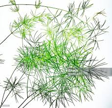 Image result for Asparagus macowanii