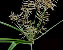 Image result for Cyperus ferrugineoviridis