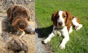 Wirehaired pointing griffon puppies / pups for sale at grandview griffons, fort lupton, colorado Wirehaired Pointing Griffon Vs Welsh Springer Spaniel Breed Comparison