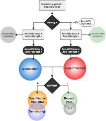The hepatitis delta virus infection may result in acute hepatitis, including fulminant presentation or spontaneously resolving infection, and chronic infection. Hepatitis Delta Virological And Clinical Aspects Virology Journal Full Text