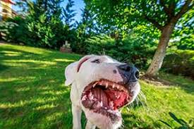 Maybe you would like to learn more about one of these? Animal Control Facilities In Illinois