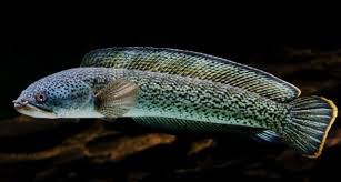 Let's watch and enjoy flowerhorn fish channel. Mengenal Channa Barca Ikan Gabus Yang Viral Seharga Motor Sport Kumparan Com