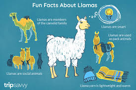 Maybe you would like to learn more about one of these? 24 Fun Facts About Llamas