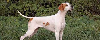 English Pointer Dog Breed Profile Petfinder