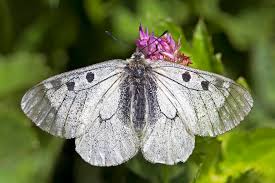 Image result for Parnassius apollo