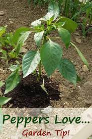 Peppers Love Coffee Grounds Gardening Tip A Life In The Wild Home Vegetable Garden Veg Garden Gardening Tips