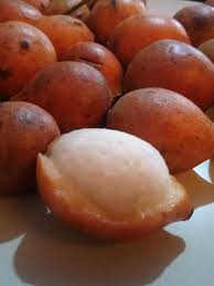 Image result for Garcinia buchneri